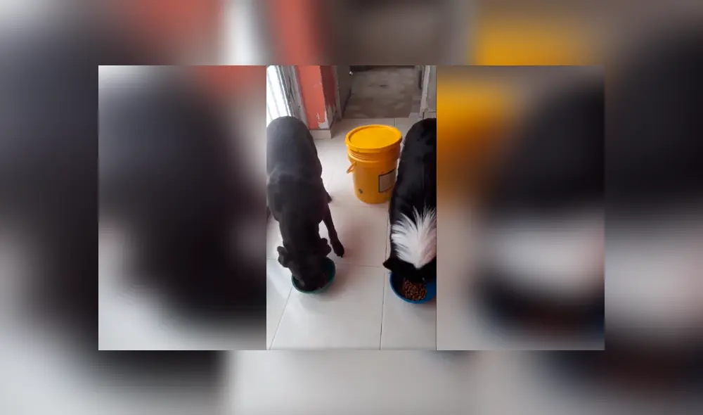 Desliza las imágenes para observar el conmovedor gesto que tuvieron unos perros antes de comer.