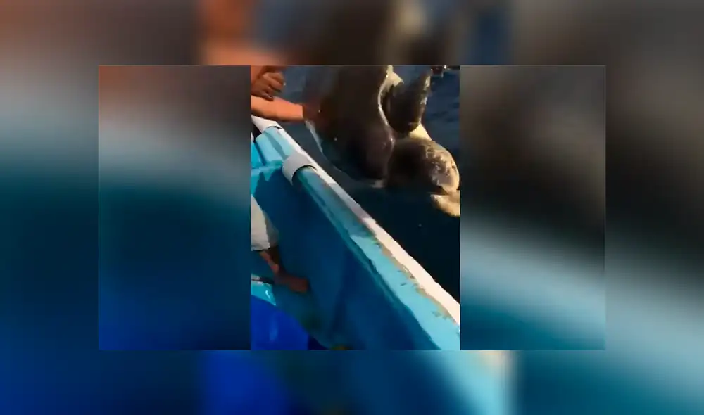 Un video viral muestra cómo un grupo de pescadores rescatan a un tortuga al borde de la muerte.