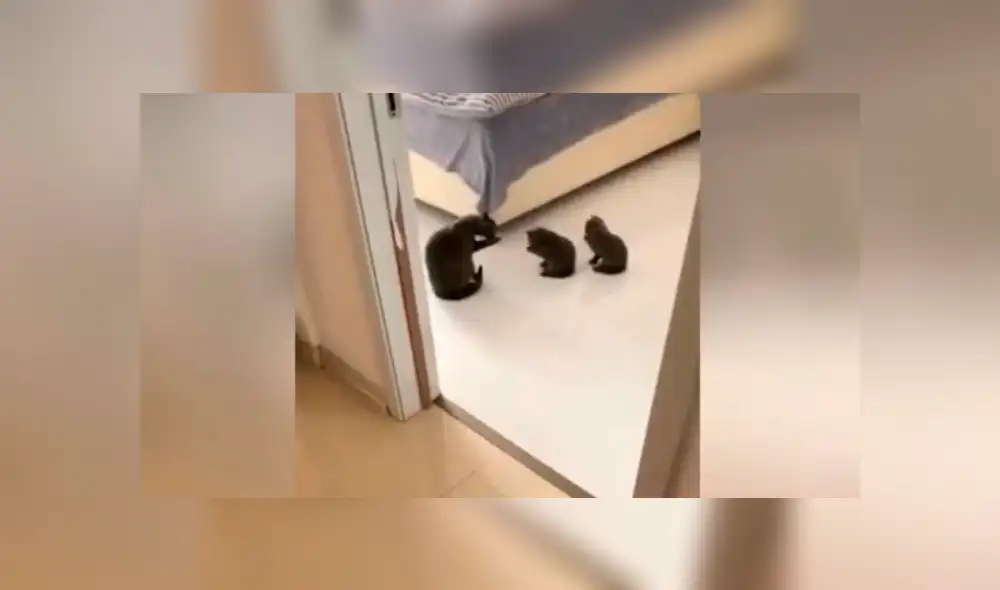 YouTube viral: Gata le enseña a sus crías cómo lavarse la cara y sorprende a miles [VIDEO]