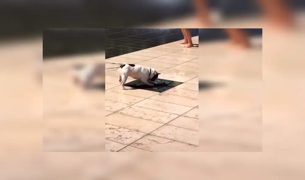 Facebook viral: pequeño perro no soportó la ola de calor y se dio tremendo 'chapuzón' en pileta [VIDEO] 