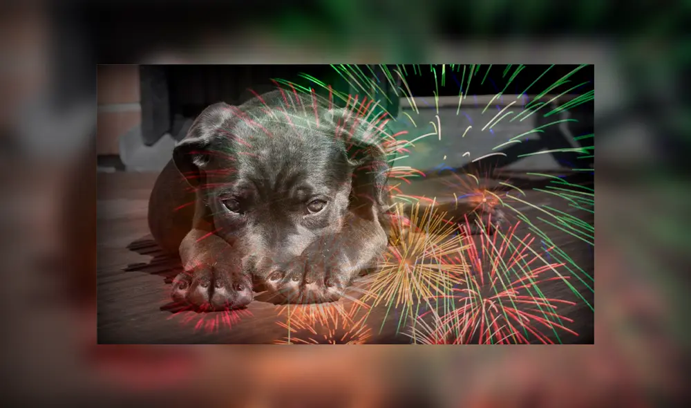 Canal de televisión emitirá un programa especial para que los perros no sufran por los pirotécnicos 