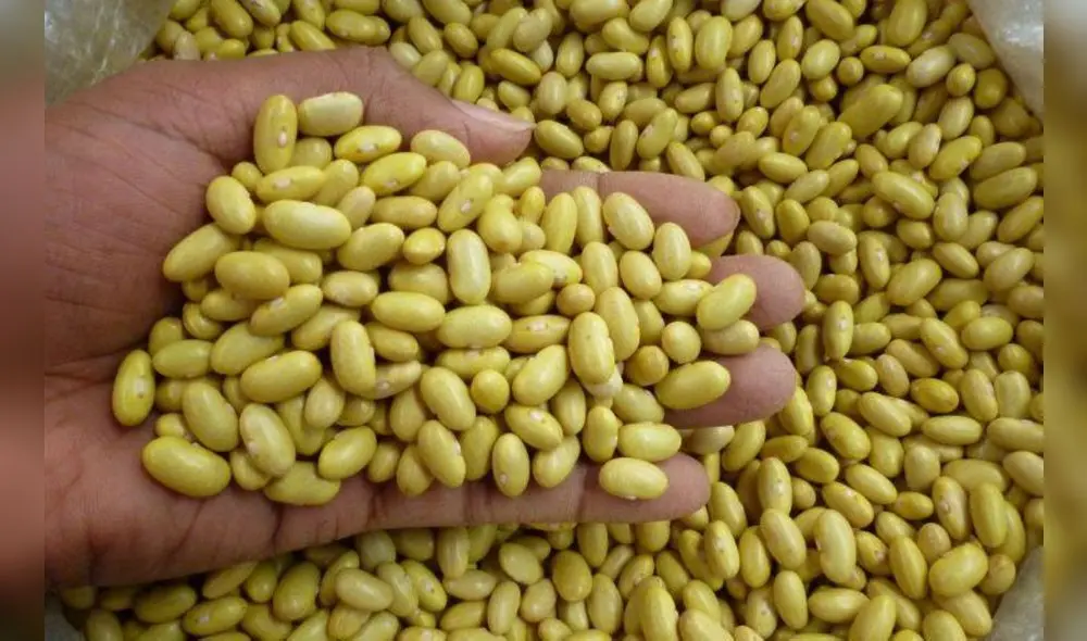 Nueva variedad de frejol Nueva variedad de frejol