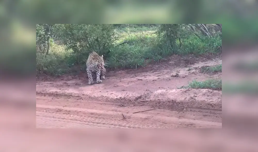 Desliza para ver la reacción del felino en imágenes. Foto: Kruger Sightings / YouTube Desliza para ver la reacción del felino en imágenes. Foto: Kruger Sightings / YouTube
