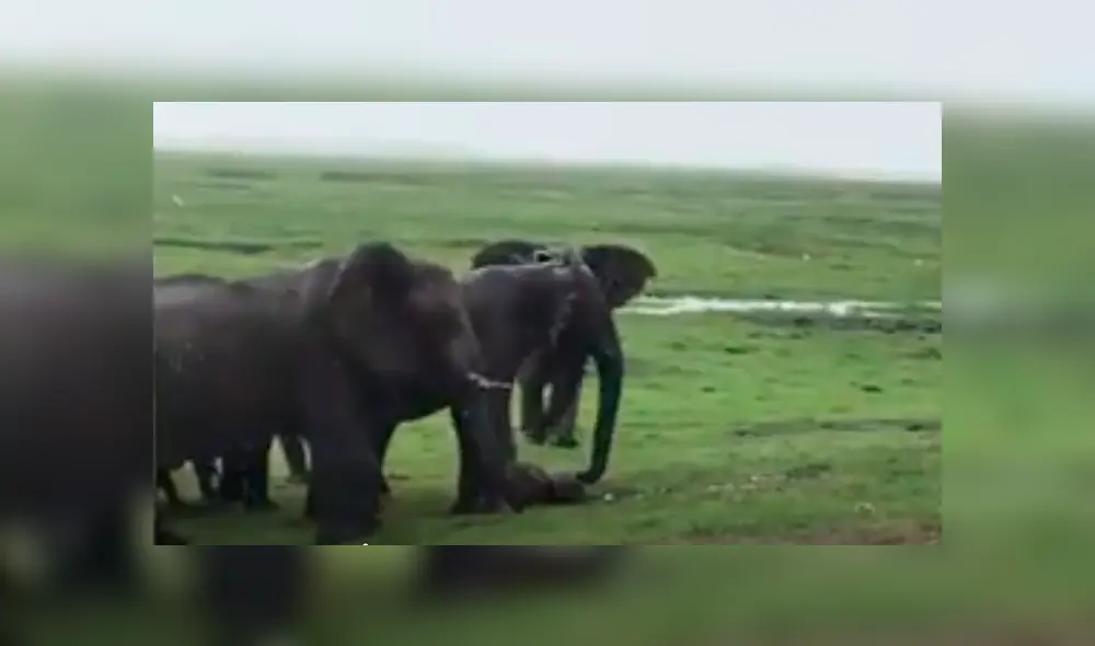 YouTube viral: familia va de excursión a África y graba a elefante pariendo a su cría [VIDEO]