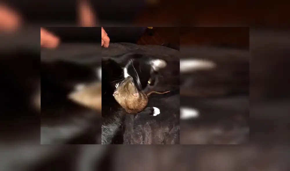 En Facebook, un gato protegió a una pequeña rata y le brindó unas amorosas caricias que cautivaron a su dueña.