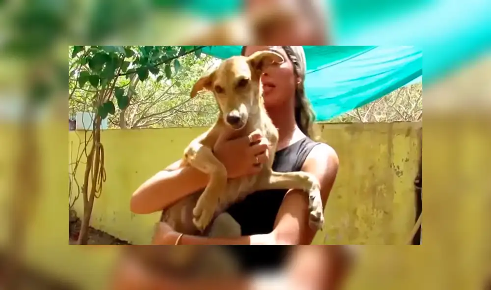 YouTube viral: perrita enferma espera que la muerte se la lleve hasta que un 'ángel' lo cambió todo [VIDEO]