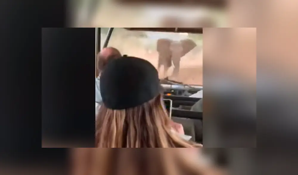 elefante embiste auto sudáfrica elefante embiste auto sudáfrica