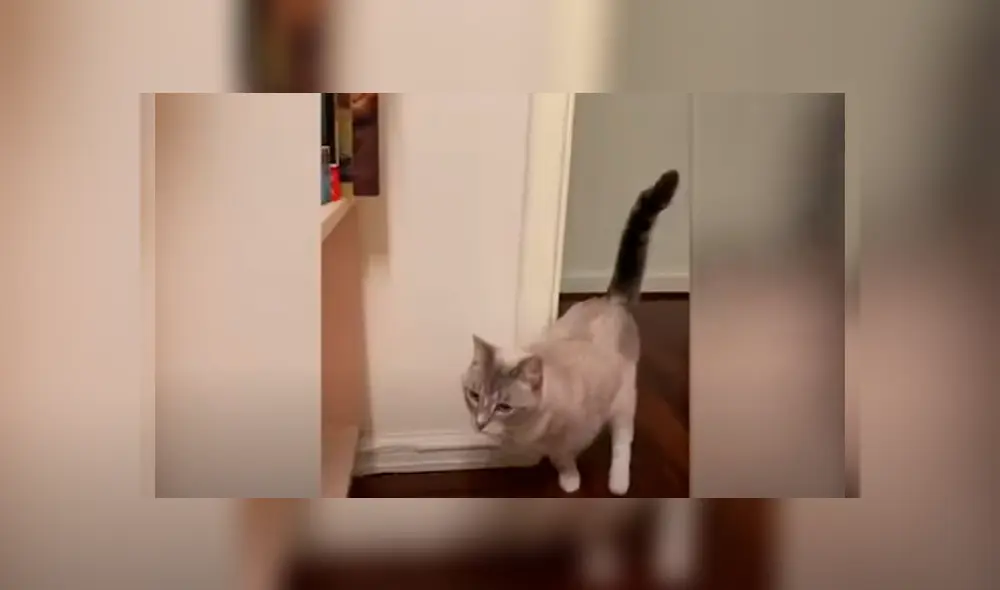 Desliza las imágenes hacia la izquierda para conocer la conmovedora historia de un indefenso gato. Desliza las imágenes hacia la izquierda para conocer la conmovedora historia de un indefenso gato.