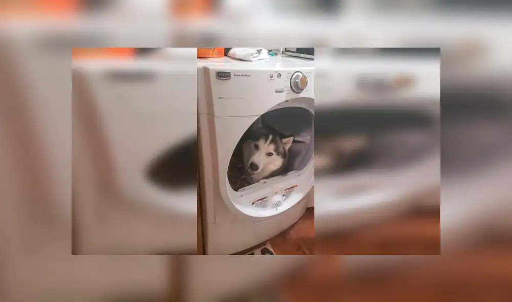 Desliza hacia la izquierda para ver la escena viral del perro que se volvió viral en Facebook. Desliza hacia la izquierda para ver la escena viral del perro que se volvió viral en Facebook.