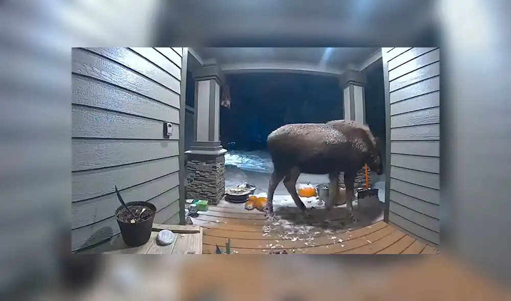 Facebook: Cámaras de seguridad captan a un alce “ladrón” de plantas [VIDEO]