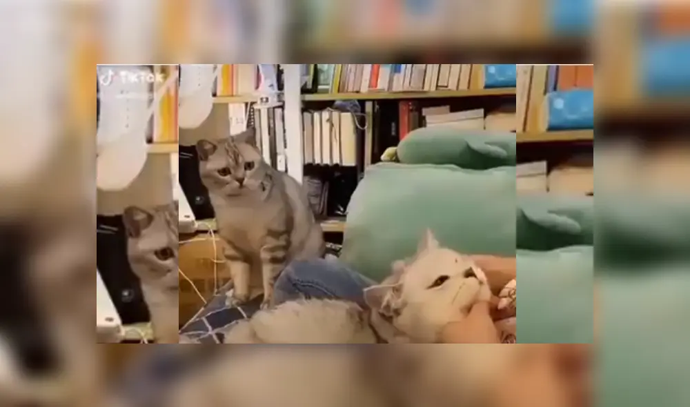 Desliza hacia la izquierda para ver más del video viral. Fotocaptura: Twiiter Desliza hacia la izquierda para ver más del video viral. Fotocaptura: Twiiter