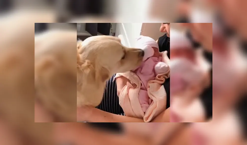 Video es viral en Facebook. Dueños de Golden Retriever grabaron la curiosa conducta del can cuando vio por primera vez a la nueva integrante de la familia