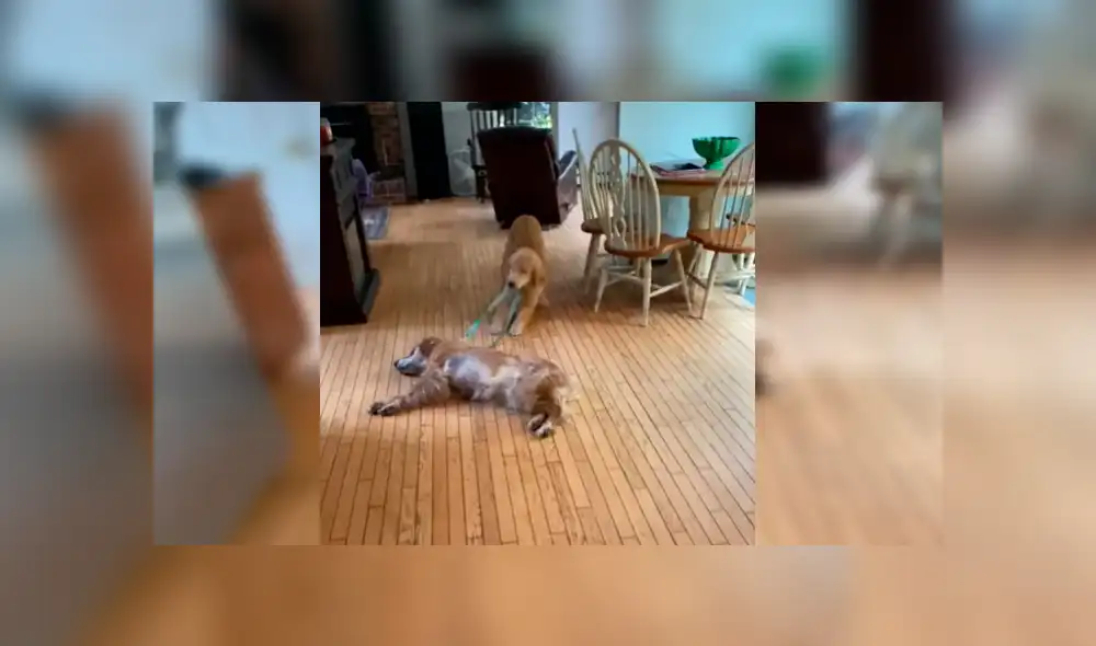 Video es viral en Facebook. Cachorro hizo de todo por levantar al astuto can, que estaba permanecía tirada en el piso sin mover una sola parte de su cuerpo Video es viral en Facebook. Cachorro hizo de todo por levantar al astuto can, que estaba permanecía tirada en el piso sin mover una sola parte de su cuerpo