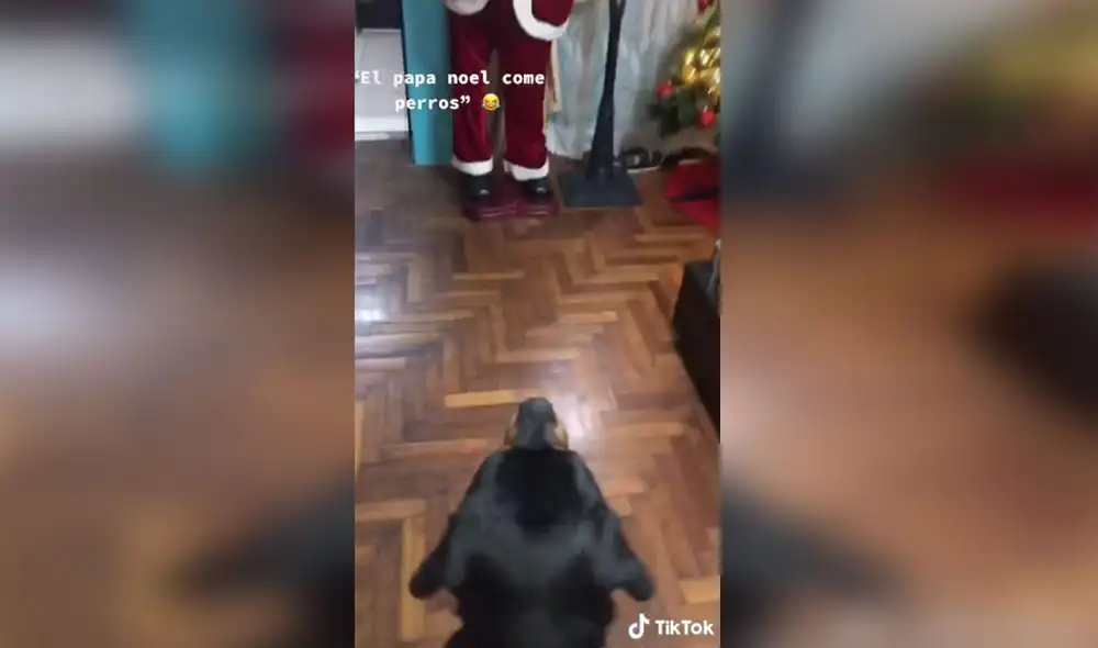 Desliza las imágenes para conocer más detalles sobre esta graciosa escena que se hizo viral en redes sociales. Foto: captura de TikTok