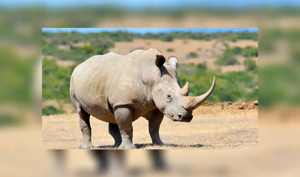 Vietnam: Descubren 125 kilos de cuernos de rinoceronte camuflados en esculturas