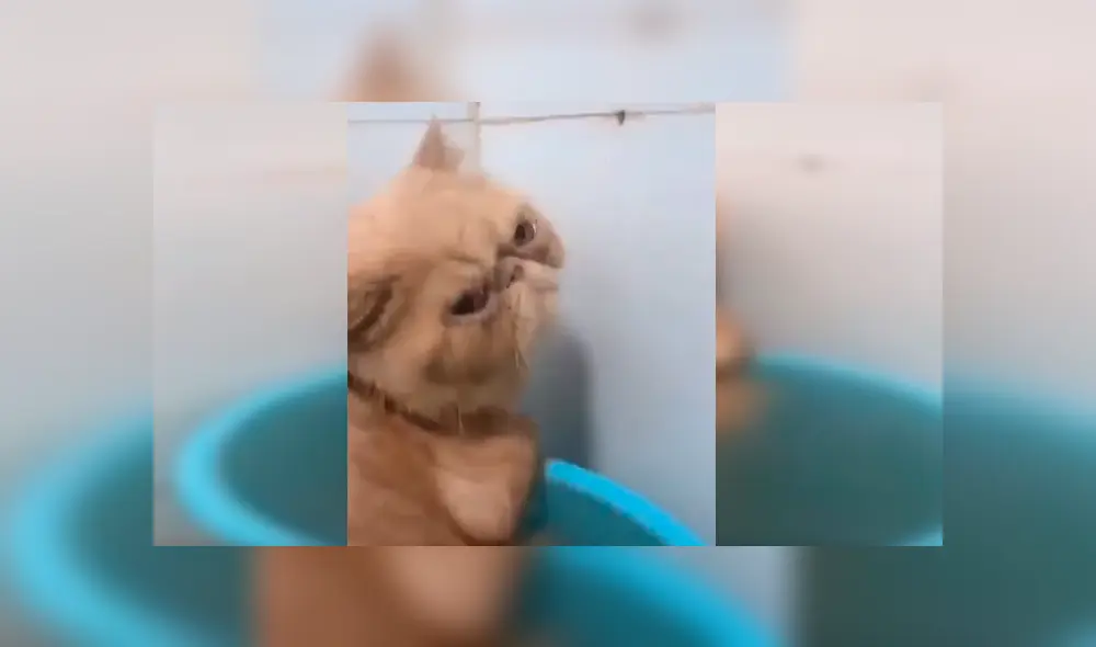 En Facebook, un gato mostró su molestia cuando su dueño le dio un baño y trató de ignorarlo de la peor manera. En Facebook, un gato mostró su molestia cuando su dueño le dio un baño y trató de ignorarlo de la peor manera.