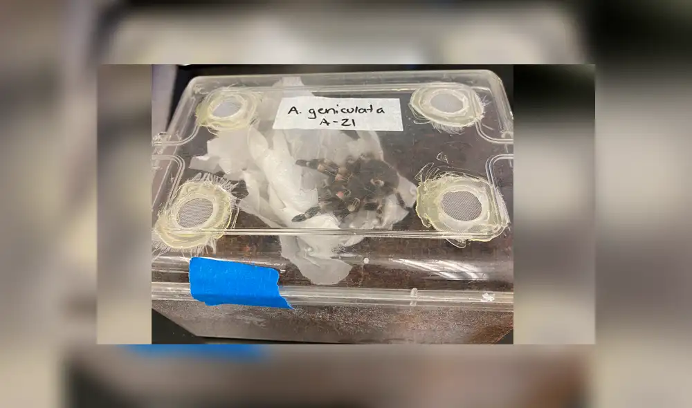 Desliza la imagen para ver lo que padeció el pequeño animal. Foto: bug_gwen/Twitter