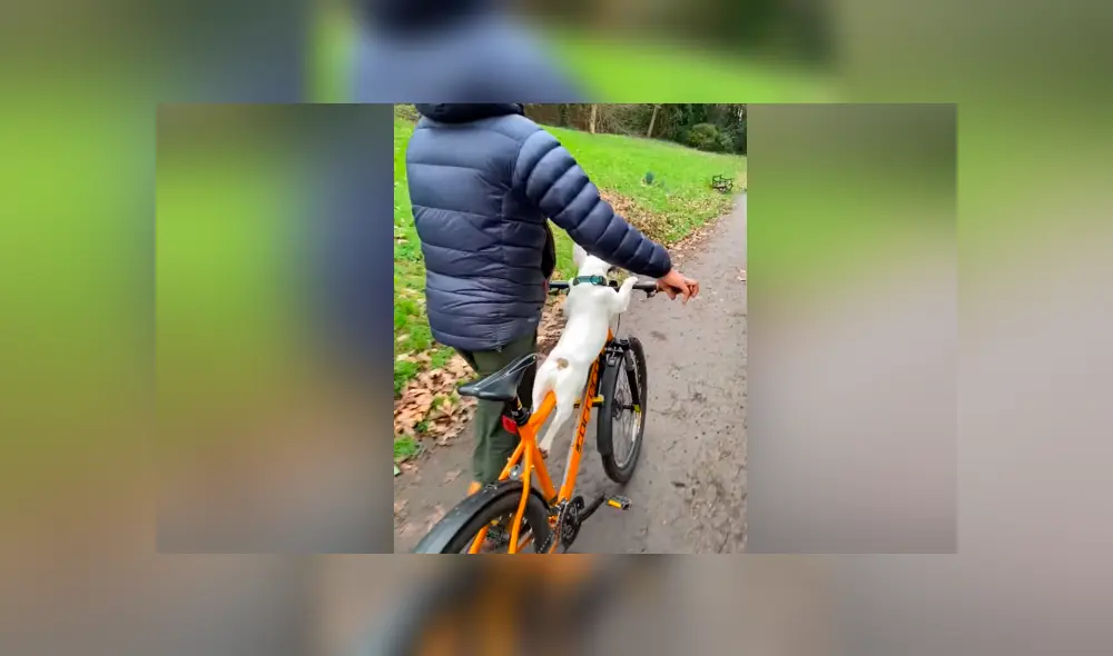 Desliza las imágenes para ver la tierna escena entre un hombre y un pequeño perro. Foto: Captura/Viral Hog