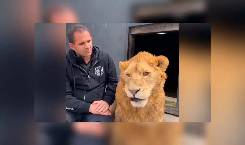 Desliza hacia la izquierda para ver la reacción que tuvo un león al encontrarse con el hombre que lo cuidó de bebé. Video se hizo viral en YouTube. Desliza hacia la izquierda para ver la reacción que tuvo un león al encontrarse con el hombre que lo cuidó de bebé. Video se hizo viral en YouTube.