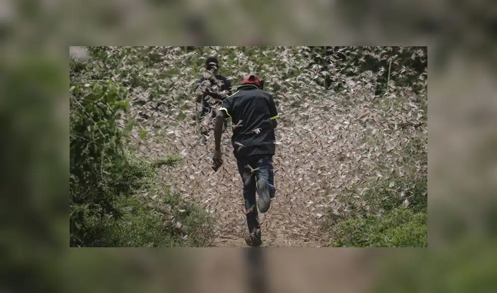 Plaga de langostas es catalogada como la 'más letal de los últimos tiempos'. Foto: Difusión Plaga de langostas es catalogada como la 'más letal de los últimos tiempos'. Foto: Difusión