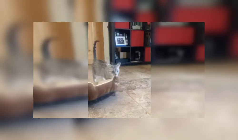 Desliza las imágenes para observar la terrible acción de un gato para apoderarse de la cama de un perro. Foto: Captura.