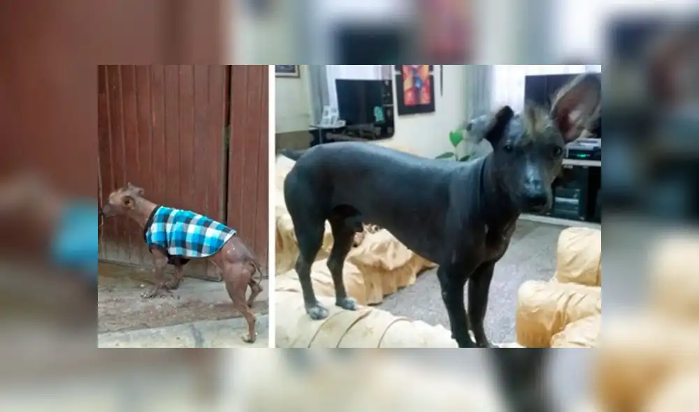 Ofrecen mil soles para quien encuentre a perro peruano desaparecido