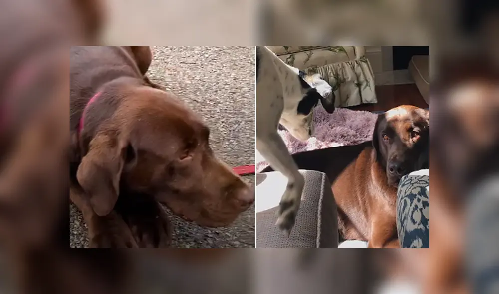 El can no sabía cómo jugar y le gustaba permanecer acostado casi siempre. Foto: Facebook