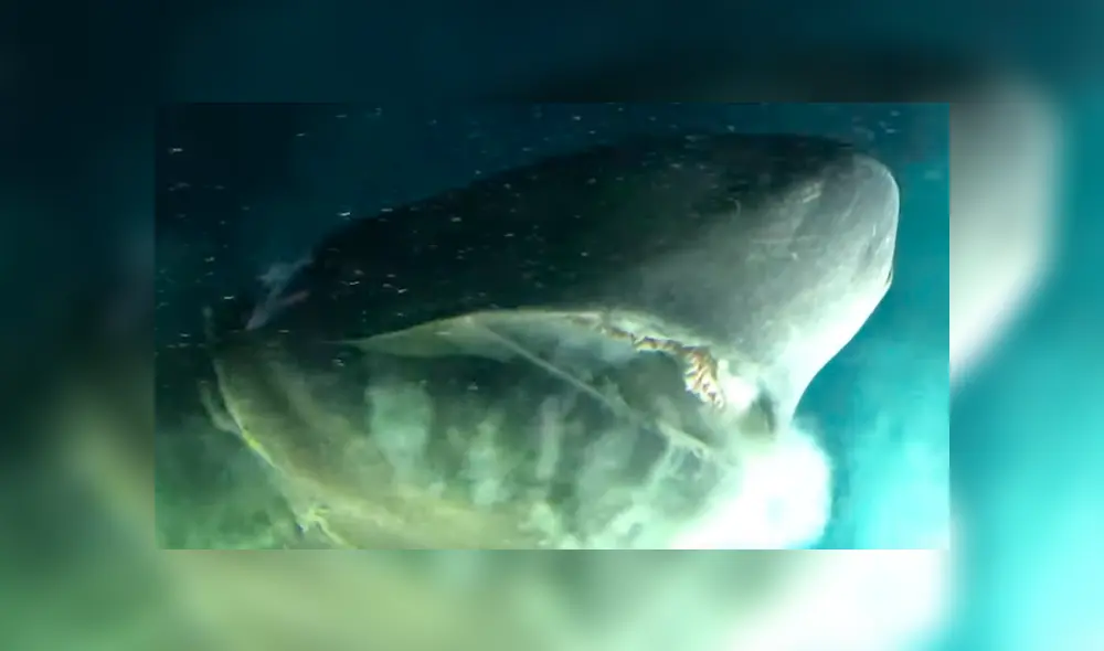 El enorme depredador vive bajo mil metros de profundidad y ha sido filmado pocas veces. Foto: captura El enorme depredador vive bajo mil metros de profundidad y ha sido filmado pocas veces. Foto: captura