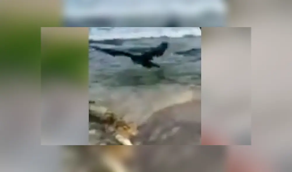 Desliza para ver los momentos más impactantes del triste video compartido en Facebook.