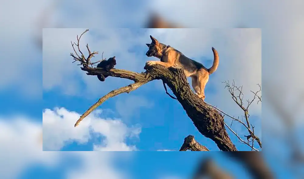 Los bomberos esperan que el pastor alemán lo piense dos veces antes de perseguir a otro gato. Foto: captura.