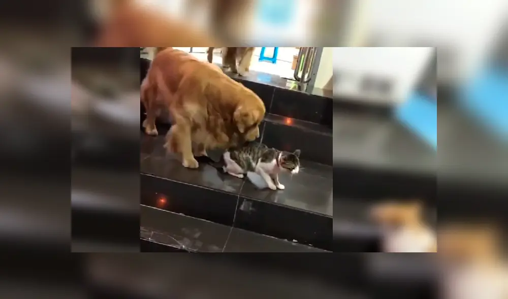 El can observó que la felina estaba en peligro y no dudó en intervenir para protegerla. Video es viral en YouTube.