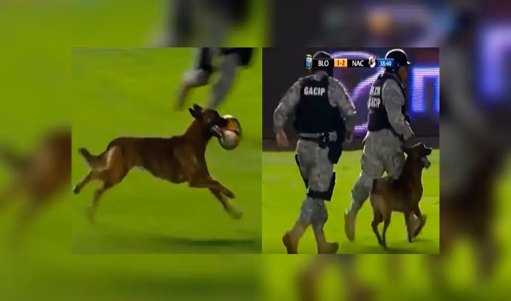 YouTube: perro policía irrumpe en partido de fútbol para jugar con el balón [VIDEO]