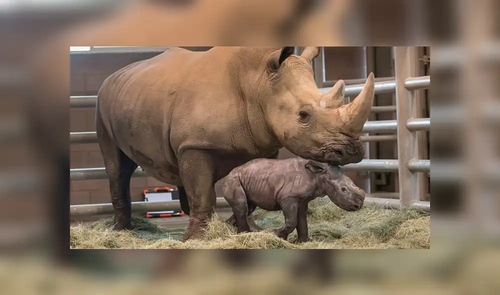 Conoce a Edward, el rinoceronte que puede salvar a una subespecie de la extinción [FOTOS Y VIDEOS]