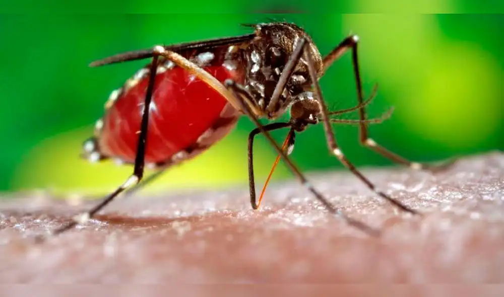 Confirmación de tres casos de dengue causa alerta en Puno 