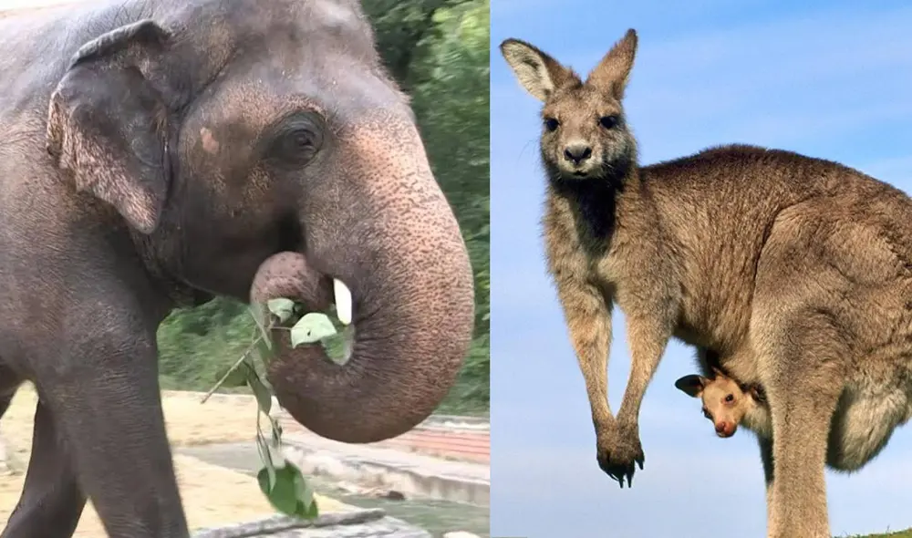 El elefante y el canguro son dos ejemplos conocidos de animales vivíparos. Foto: composición / AFP / National Geographic