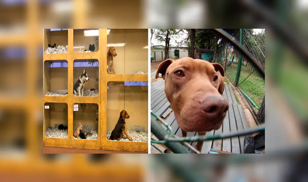 maltrato animal maltrato animal