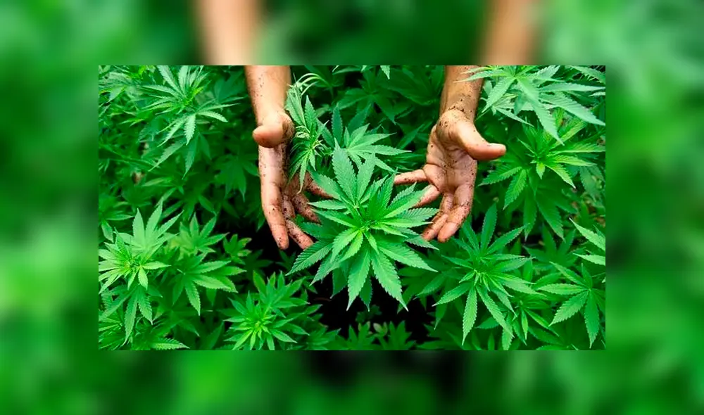 Día de la marihuana: conoce el origen del 420 usado por los amantes del cannabis