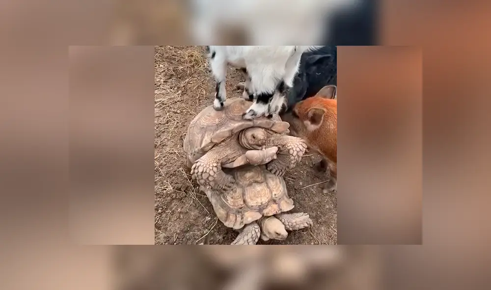Con amigos así no hacen faltan enemigos. Una cabra y dos cerditos querían jugar con las tortugas que se encontraban ocupadas en un íntimo momento. Foto: captura.