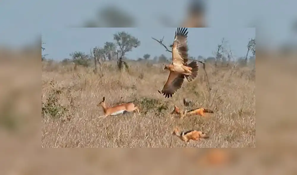 Mira lo cerca que estuvieron de alcanzar al pequeño racífero común. Mira lo cerca que estuvieron de alcanzar al pequeño racífero común.