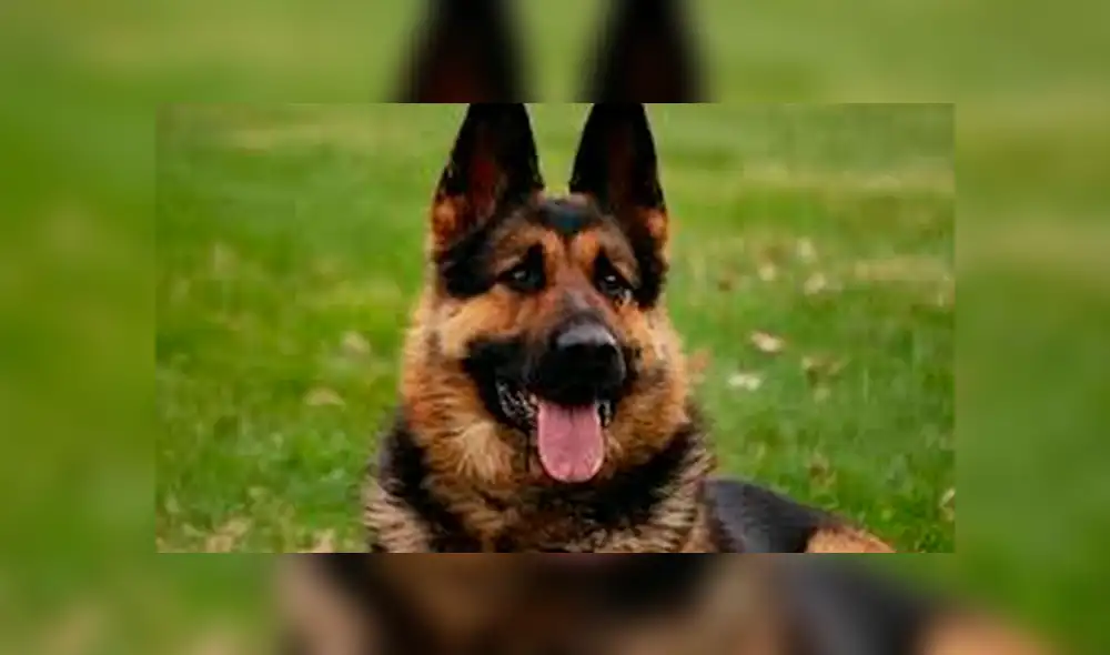 Facebook viral: perro felicita a su pareja por dar a luz a crías, pero detalle lo deja mal [VIDEO]