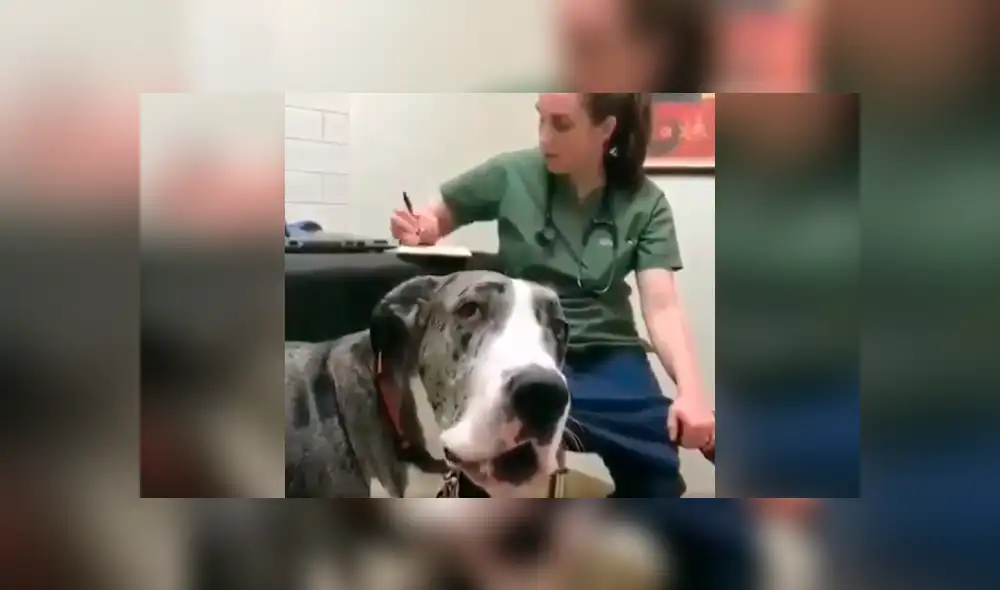Desliza las imágenes hacia la izquierda para apreciar la inesperada reacción de un perro tras acudir al veterinario. Foto: Captura. Desliza las imágenes hacia la izquierda para apreciar la inesperada reacción de un perro tras acudir al veterinario. Foto: Captura.