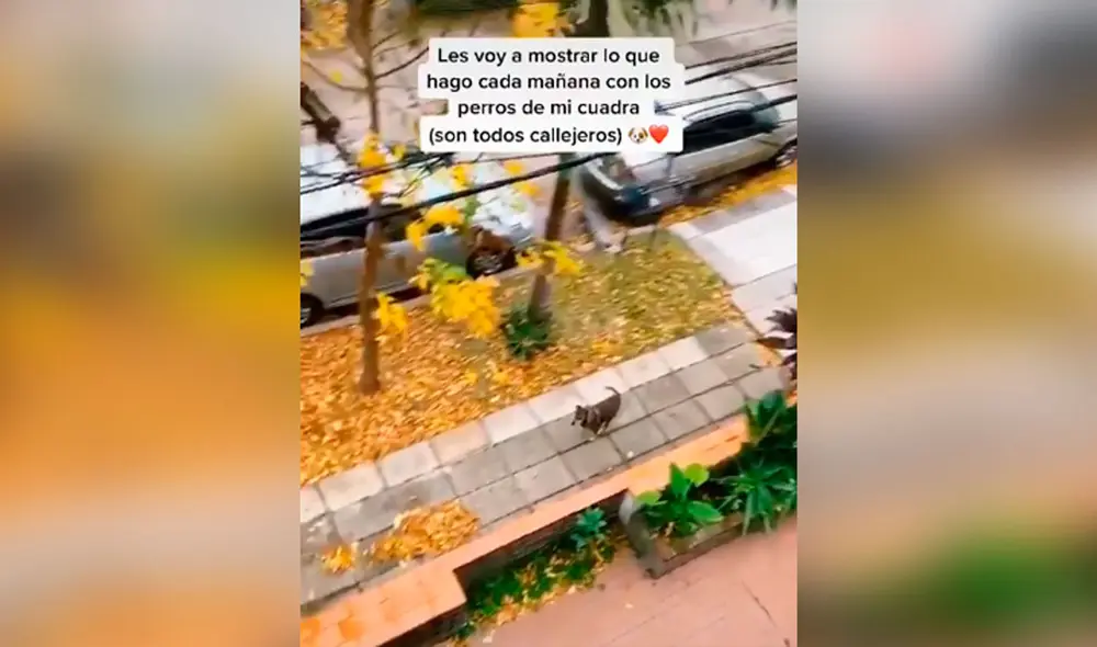 Desliza las imágenes hacia la izquierda para apreciar el noble gesto de un joven con unos indefensos canes. Fotocaptura: TikTok.