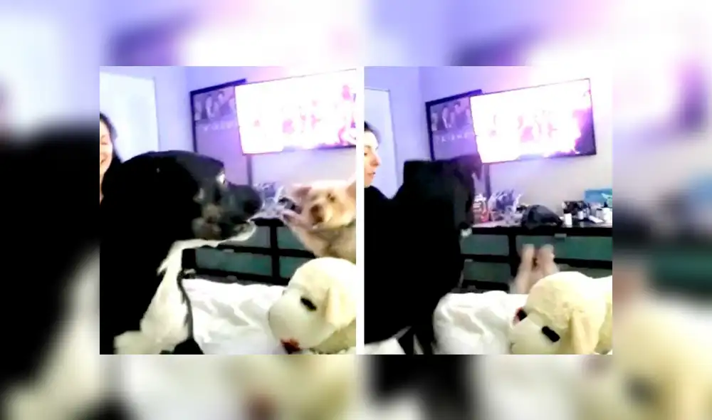 Desliza las imágenes para apreciar en furioso comportamiento de un perro en contra de su ‘amigo’. Desliza las imágenes para apreciar en furioso comportamiento de un perro en contra de su ‘amigo’.