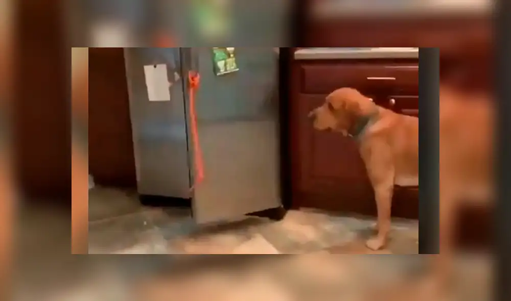 Sorprendente video viral en que perro entrega la cerveza a su dueño.