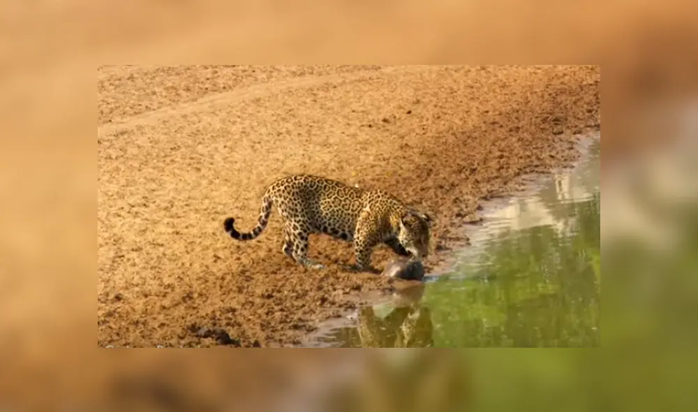 El hambriento felino sorprendió repentinamente a la tortuga y esta no tuvo más escapatoria que usar una peculiar táctica para protegerse del feroz animal El hambriento felino sorprendió repentinamente a la tortuga y esta no tuvo más escapatoria que usar una peculiar táctica para protegerse del feroz animal