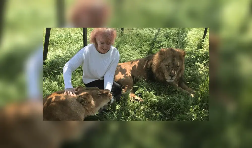 YouTube viral: Anciana detiene el carro de safari para tomarse selfie con leones y sucede lo impensado [VIDEO]