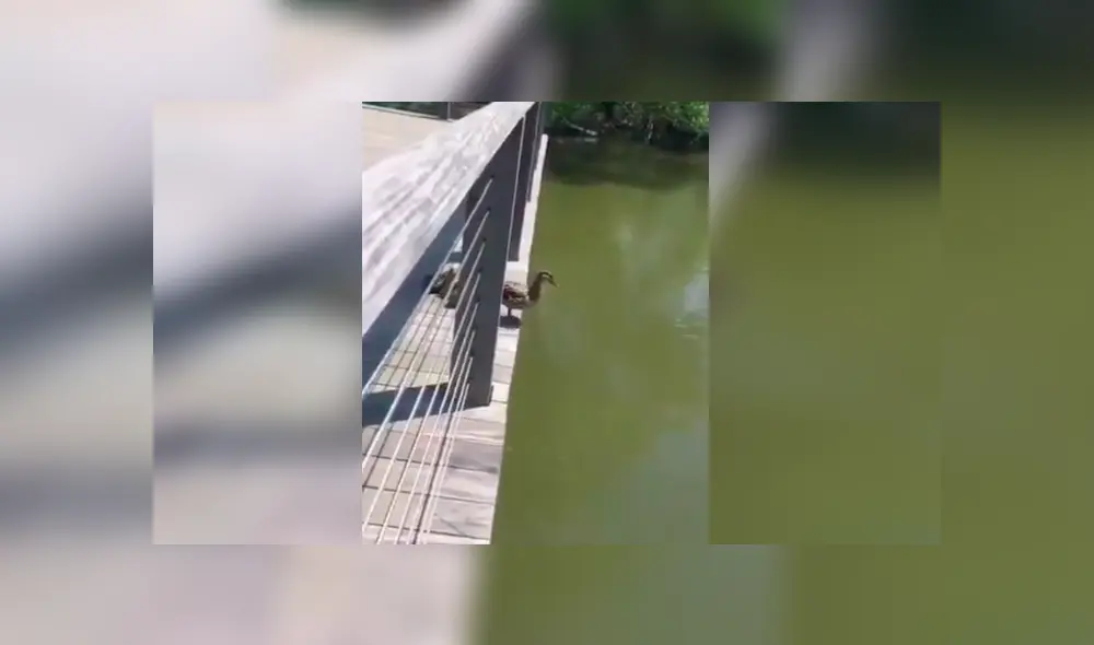 Video es viral en YouTube. Turistas grabaron la peculiar hazaña de los patos recién nacidos cuando se dejaban guiar por su madre