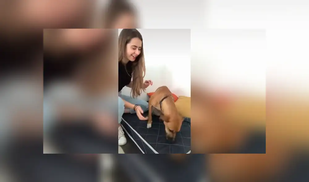 Desliza las imágenes para conocer el inesperado comportamiento de un perro al ser desafiado por su dueña.