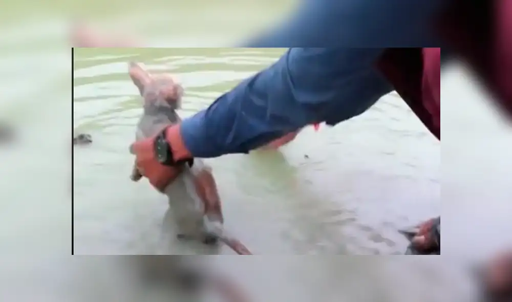 Facebook viral: Gato bebé queda atrapado en el barro y hombre acude a su rescate [VIDEO]