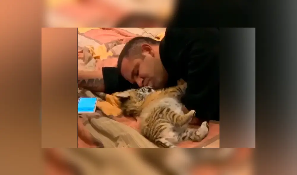 Desliza hacia la izquierda para ver la tierna escena de YouTube de un cuidador de felinos con un tigre bebé. Desliza hacia la izquierda para ver la tierna escena de YouTube de un cuidador de felinos con un tigre bebé.